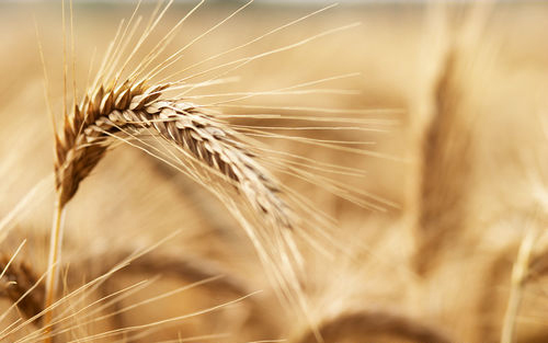 Barley-Cropped
