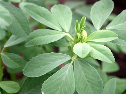 Bestfenugreek-min