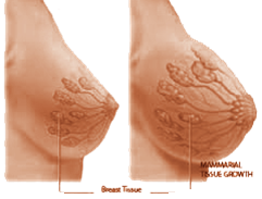 anatomy diagram