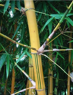 bamboo4-web-min
