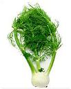 fennel