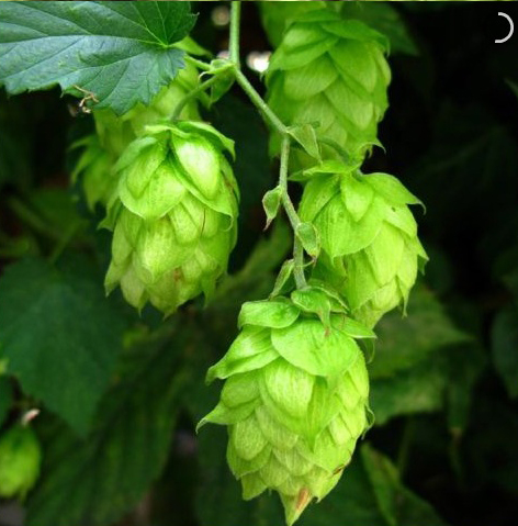 hops3