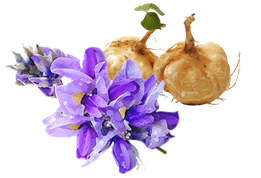 pueraria bulbs and flower