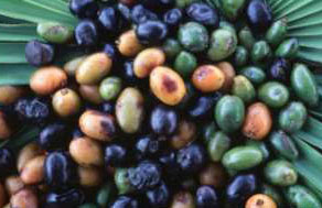 saw palmetto berries